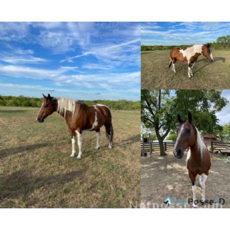 RECOVERED Horse - Cookie, Ennis, TX 75119
